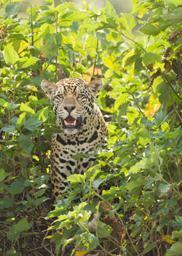 jaguar